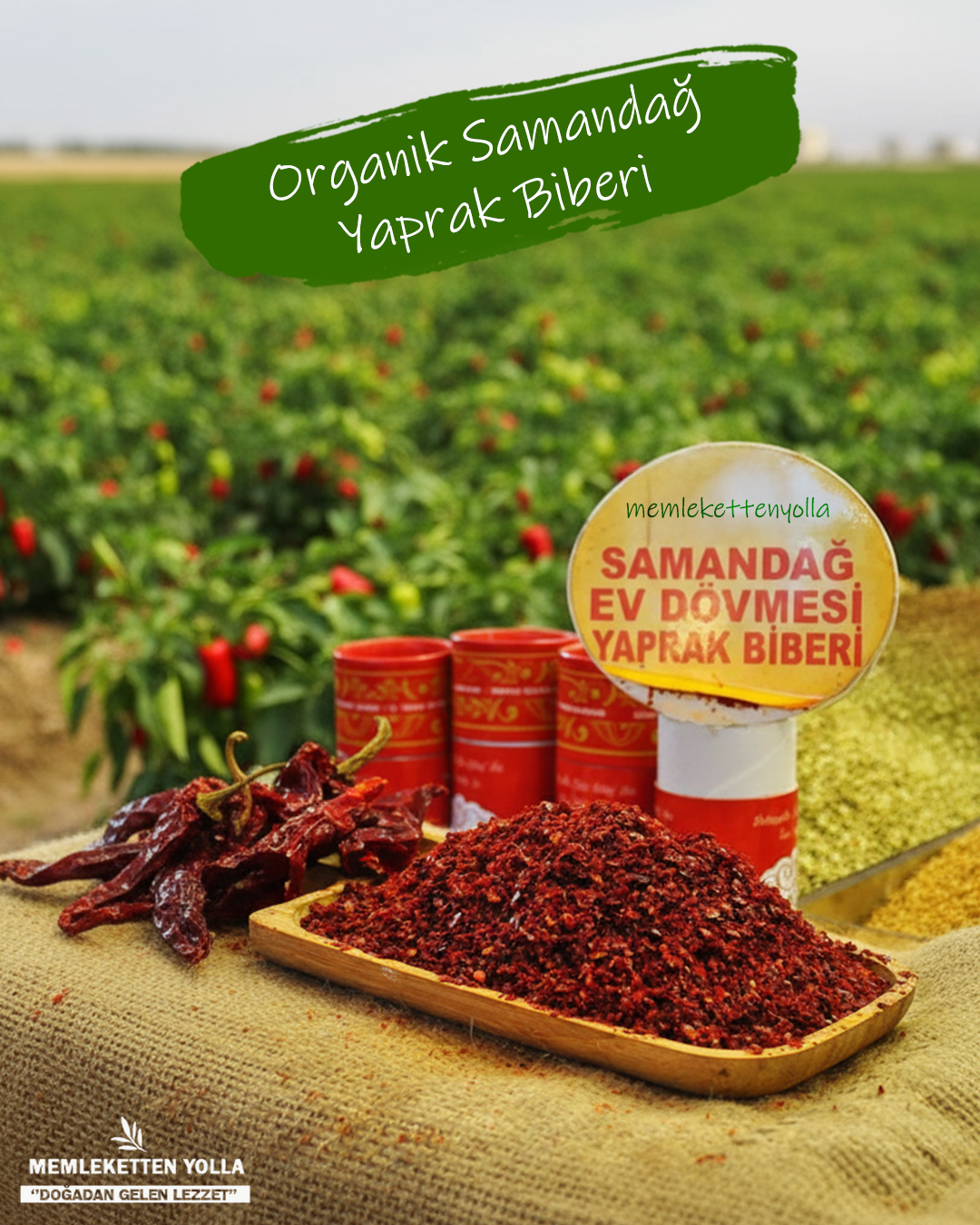 Samandağ Yaprak Biberi